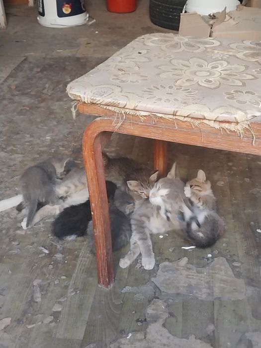 Котята отдам даром