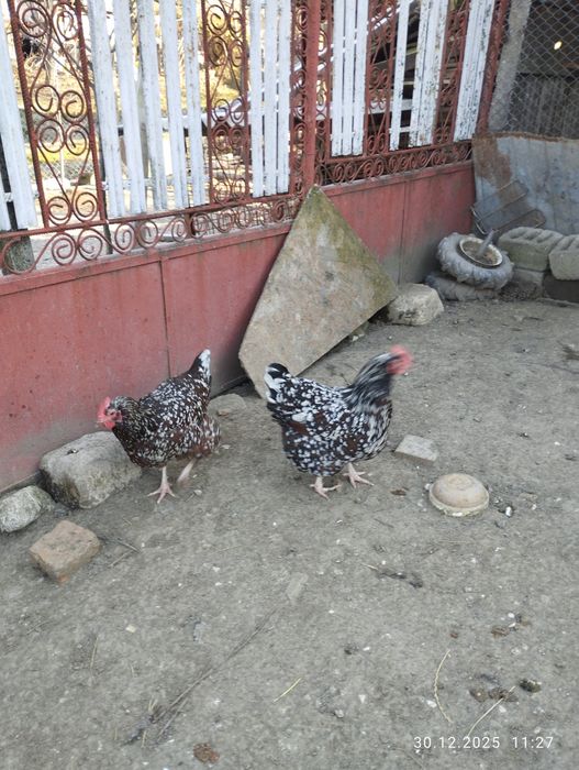 Găini Susex portelan