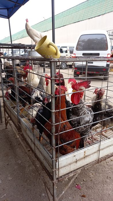 Xo‘roz tovuqlar bor