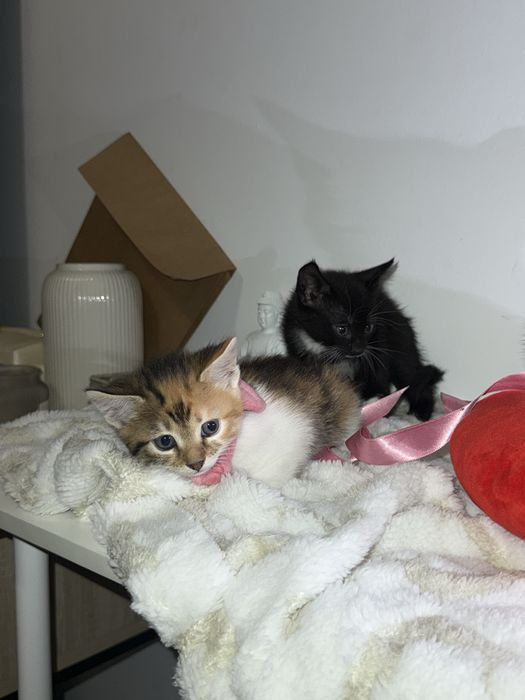 Am 5 puiuți pentru adopție!