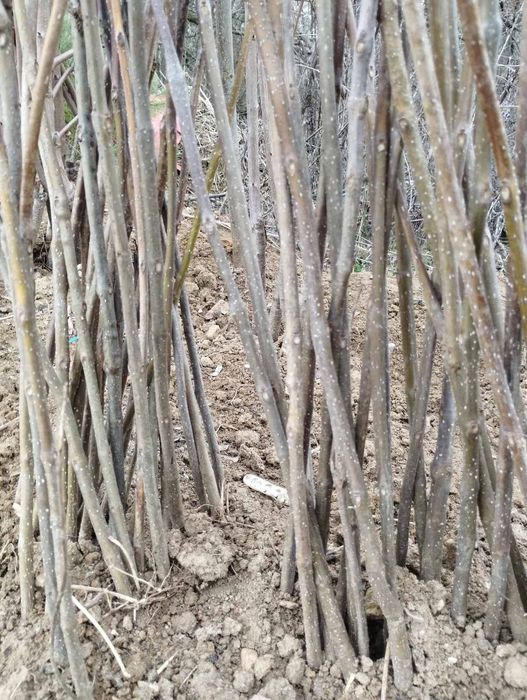 Фиданки медоносна липа и акация с наситен аромат