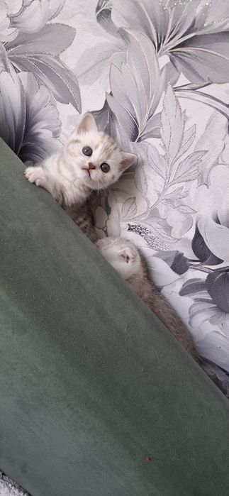 Девочка шотландская скоттиш страйт