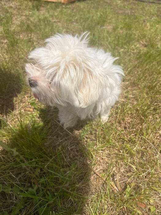 Vand bichon , talie mica