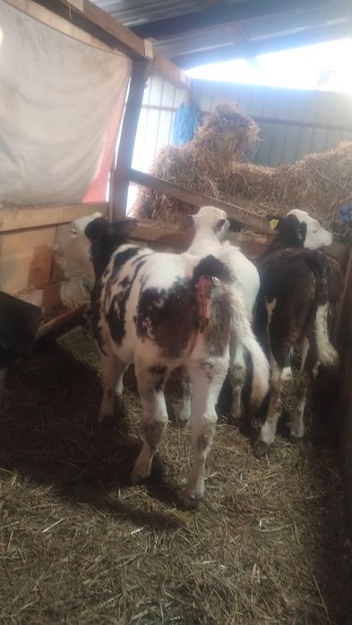 De vânzare 3 vitei și o vițea