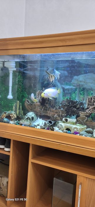 Аквариум для дома