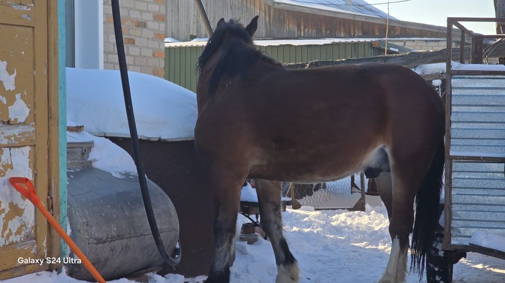 Продам жеребца 2.5 года тяжеловоз,ТОРГ НЕ УмеСТЕн!!!