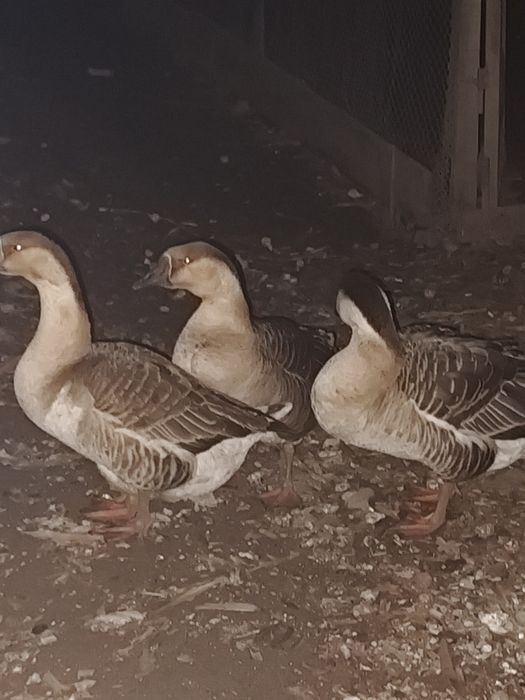 Гуси серой породы