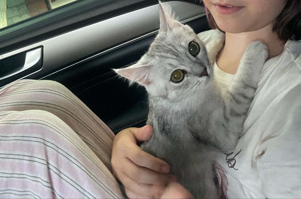 Котенок британский 3 мес
