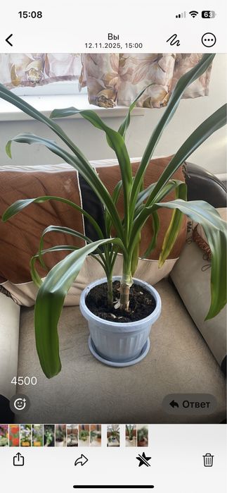 Срочно продам домашние цветы