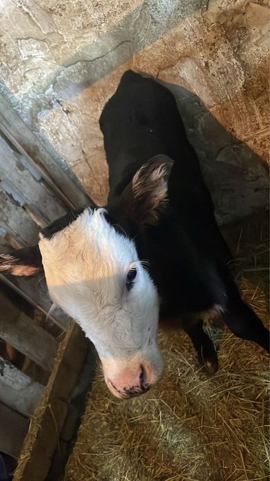 Теленок бычок 2 недельный