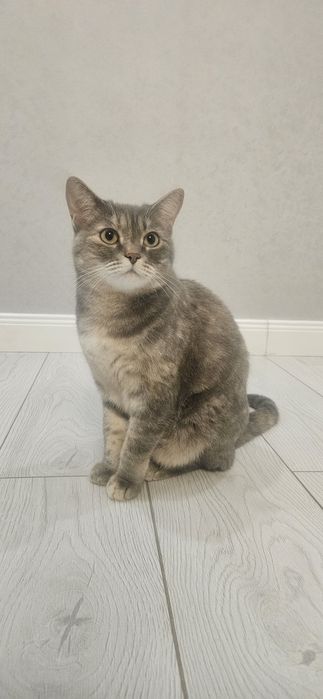 Кошка смесь британский и шотландский