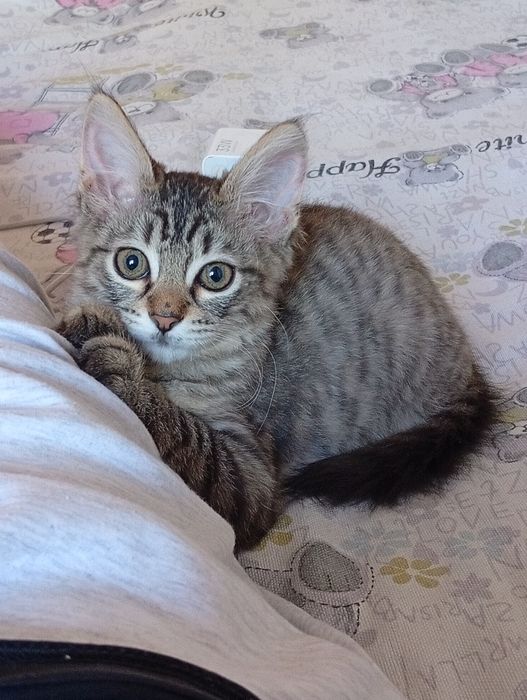 Одам котика с вещями