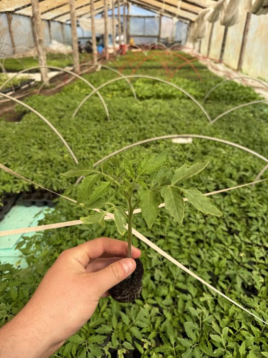 Разсади: Домат , Краставица , Пипер, тиквичка и патладжан