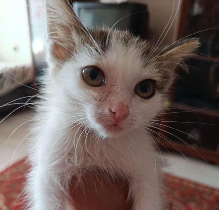Пристраиваются котята