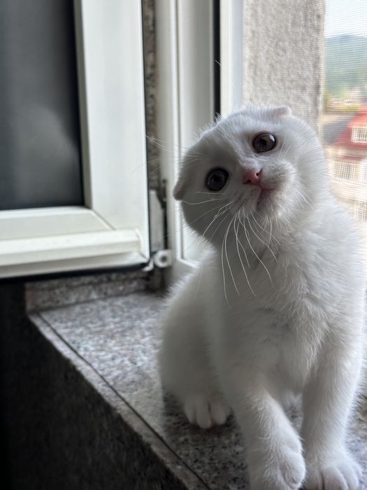 Scottish Fold alb