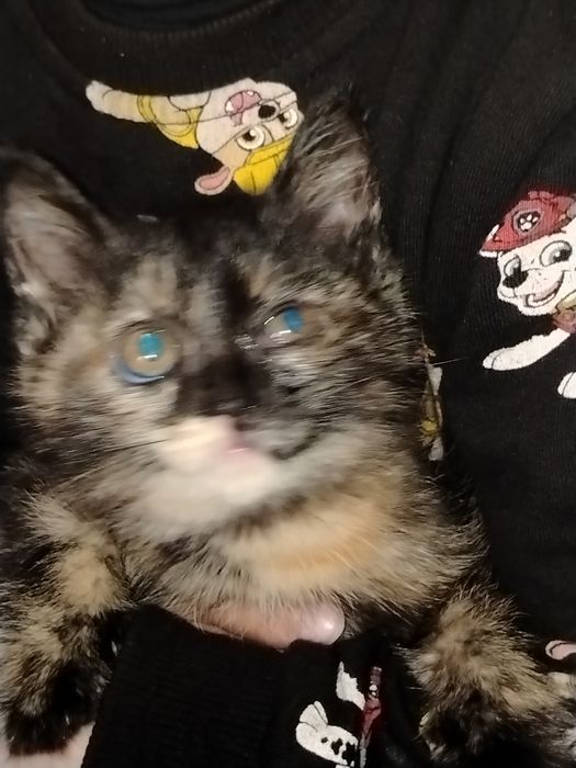 Чиройли, соглом мушук боласи.