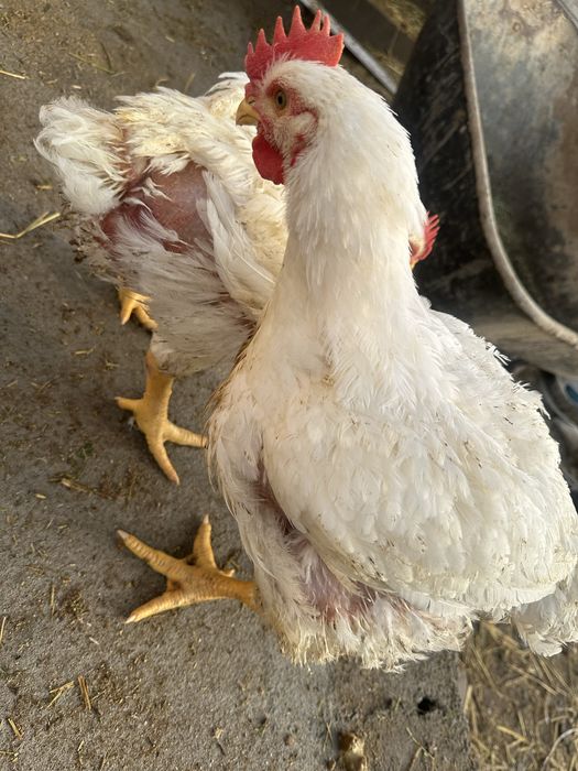 Бройлеры домашние