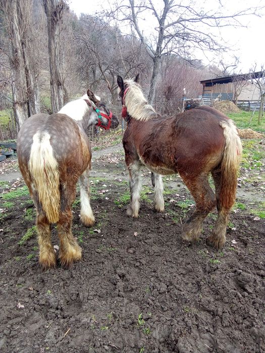 Vând doi mânji din cai grei