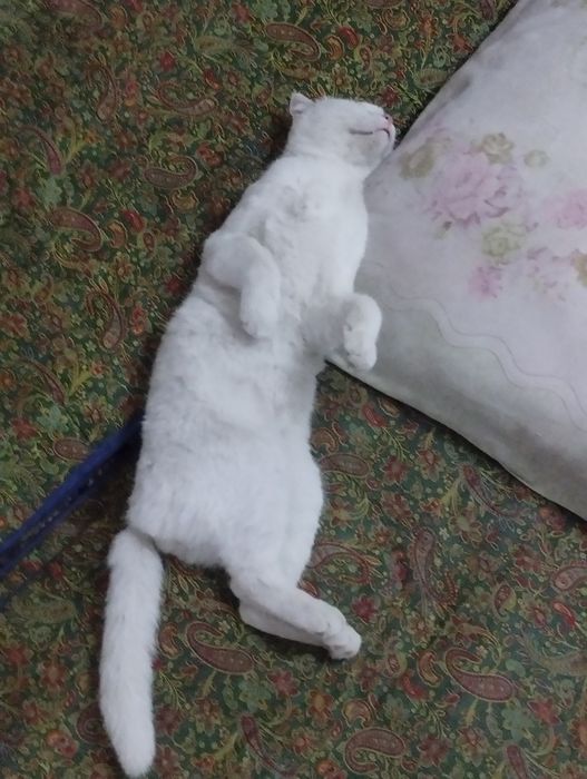 100$ sotiladi zotdor mushuk