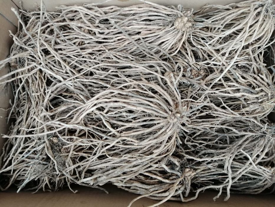 Rădăcini sparanghel