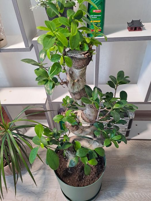 Фикус микрокарпа гинсенг (ficus microcarpa ginseng)