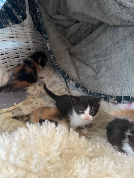 Котята вислоухие