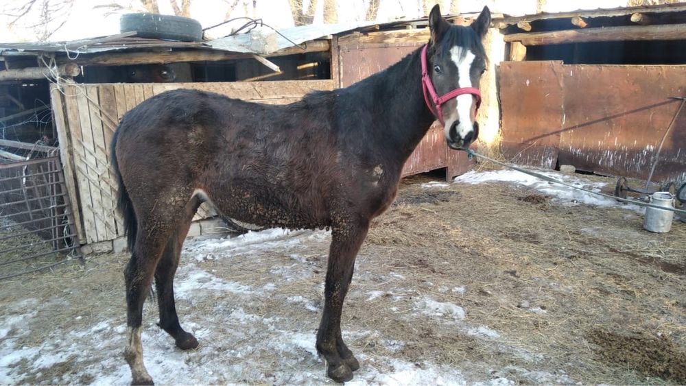 таза канды байгмге шабатын ат сатылады