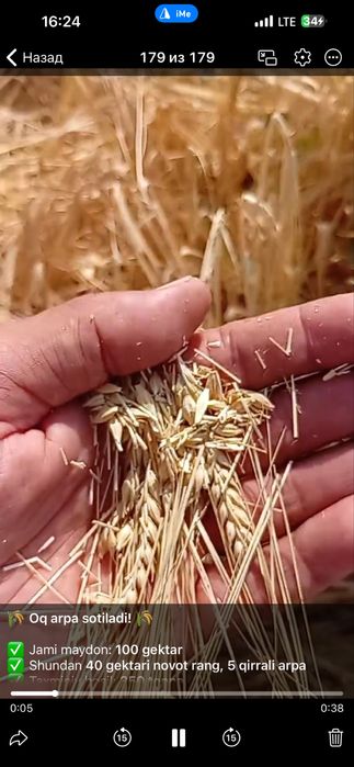 Oq arpa optom sklad novot rang arpa optom toğri daladan 350 tonna bor