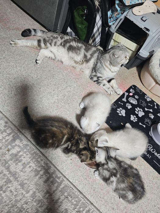 Шотландцы чистокровные.