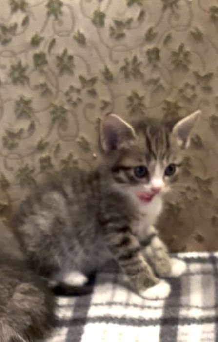 Котята 1,5 месяца