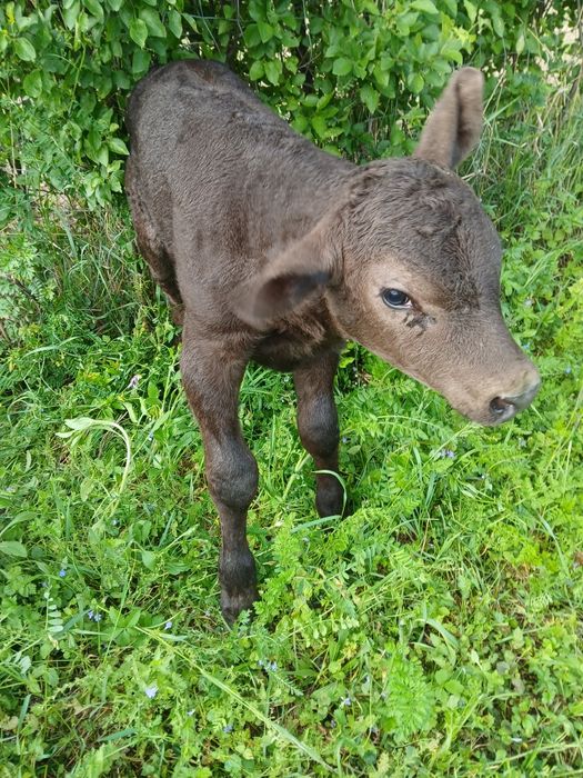 Vand vaca de 10 ani cu tauras august fatata de 3 zile