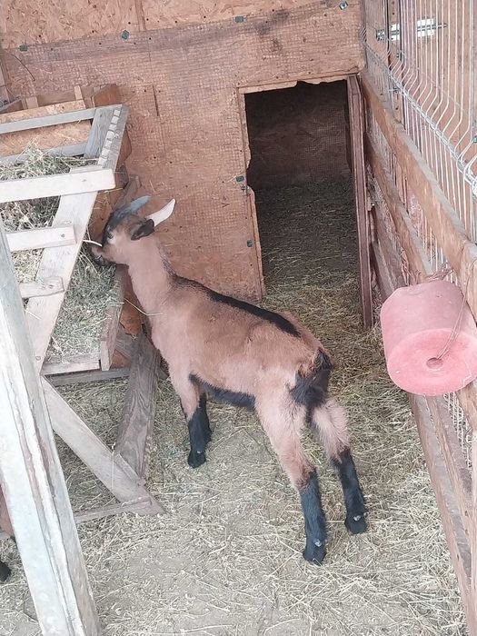 Ied alpin, 8 saptamini din mama foarte buna de lapte