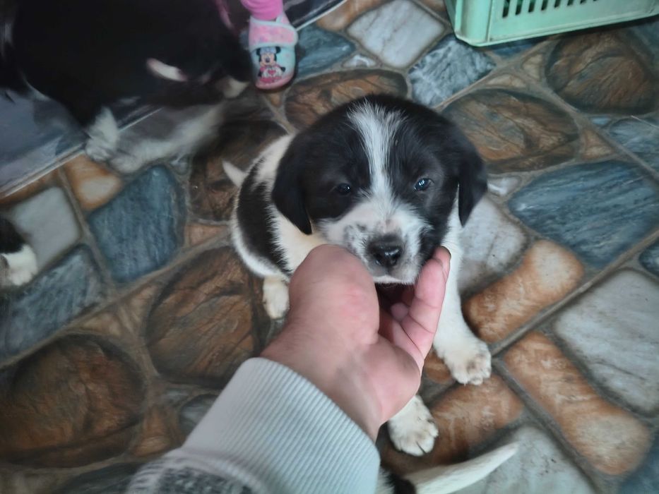 Подарявам Кученца!