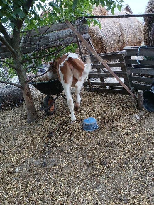 Vând vitea de vaca