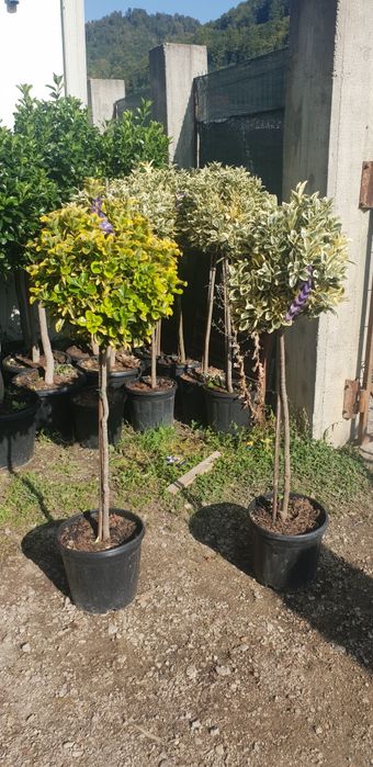 Magnolie grandiflora de mai multe dimensiuni