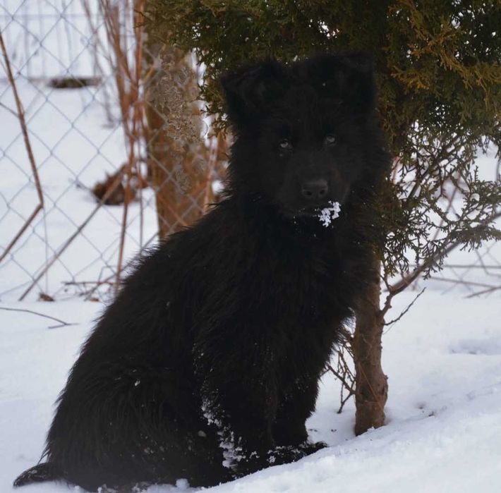 ЩЕНКИ немецкой Овчарки Клубные