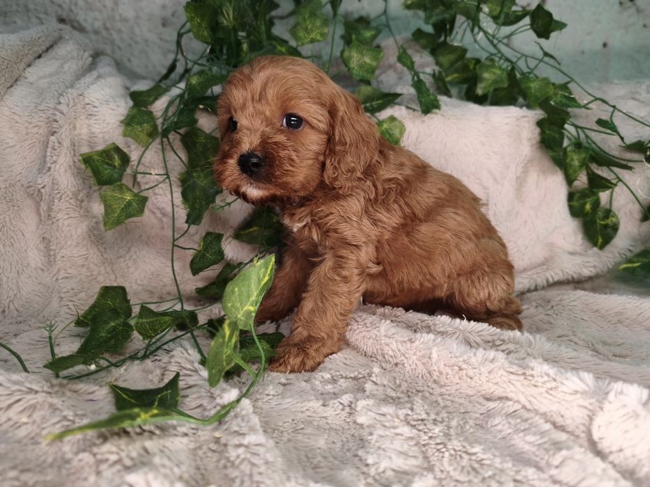 Vand fetita Cavapoo red F1
