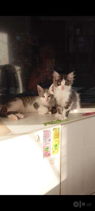 бесплатно отдам двух котят