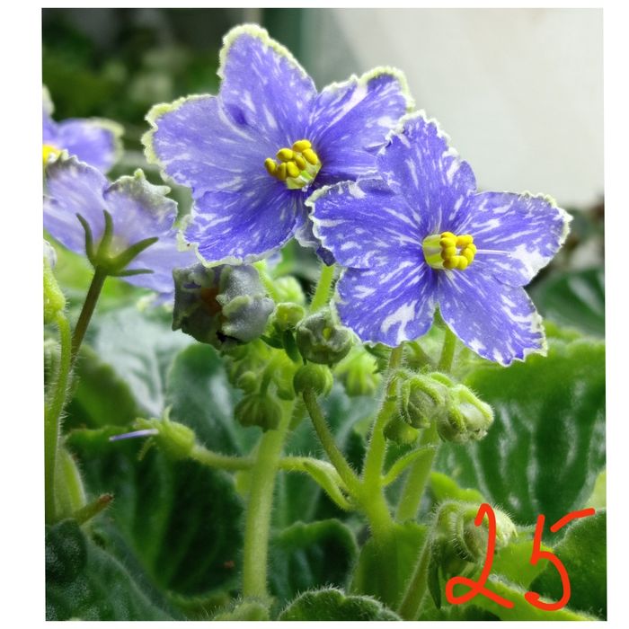 Продам детки сортовых фиалочек