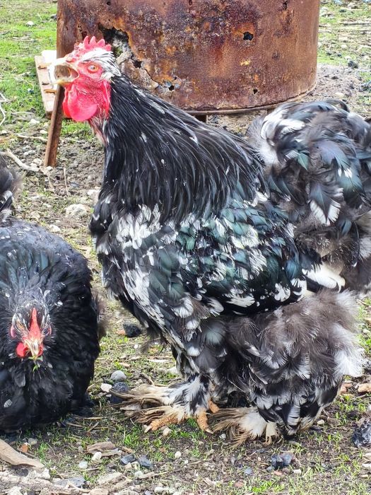 Ouă Cochinchina uriaș pentru incubat