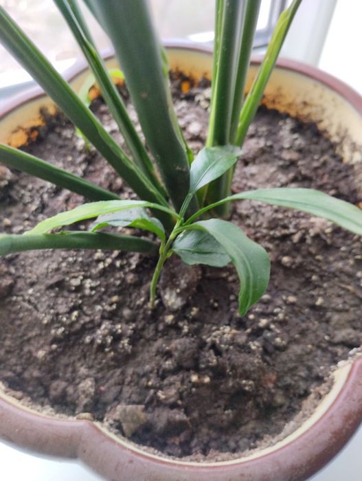 Женское счастье.