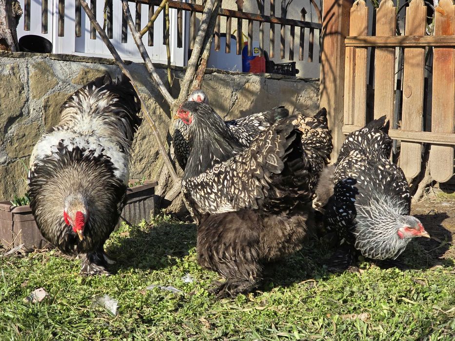 Продавам разплодни яйца от Сребърно кантирана барма (Silver Laced)