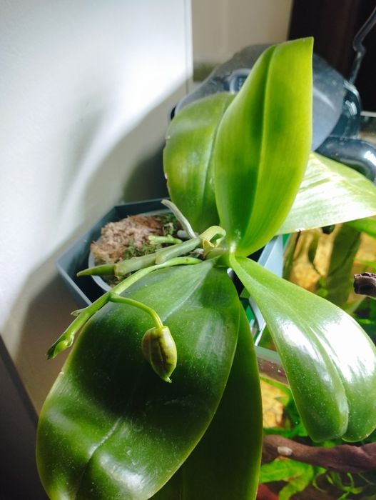 Орхидея фаленопсис сортовая