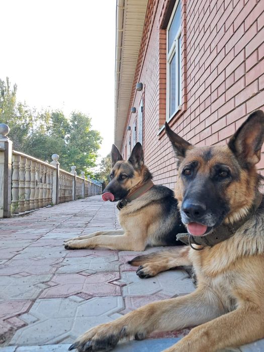 Продам овчарку щенков