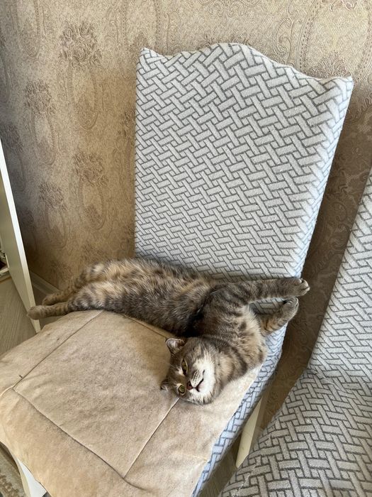 Кот, отдам в хорошие добрые руки