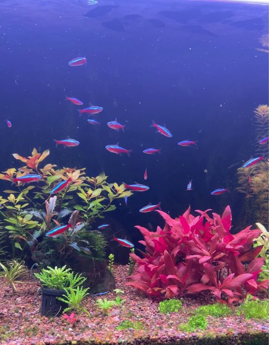 Красные неоны (Paracheirodon axelrodi)