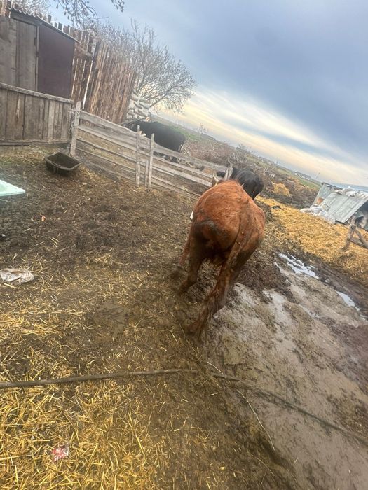 Продам коров сиыр