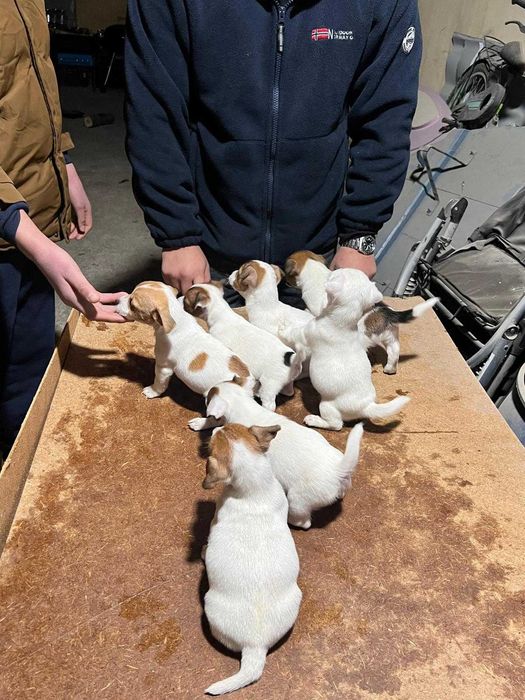 Продавам Джак Ръселчета