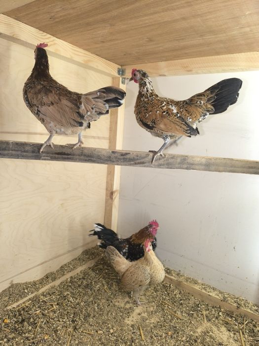 Карликовые куры.