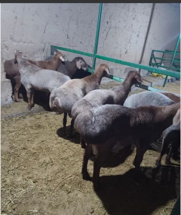 Qoylar bor 60kilodan 150 kilo gacha trigi